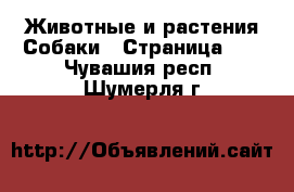 Животные и растения Собаки - Страница 10 . Чувашия респ.,Шумерля г.